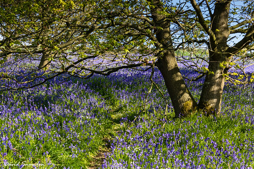davidsnowdonphotography canoneos80d landscape newtonwoods northyorkshire northyorkmoors northyorkmoorsnationalpark spring trees bluebells track path