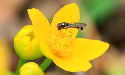 sedgesitter flower fly platycheirus male pollinating marsh marigold lake meyer park winneshiek county iowa larry reis