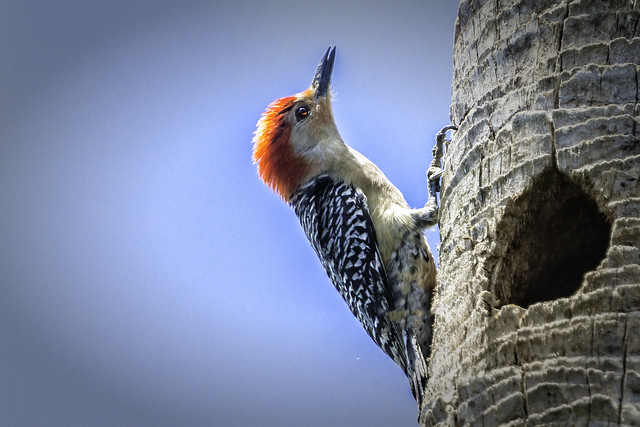 Woodpecker Spring Cleaning