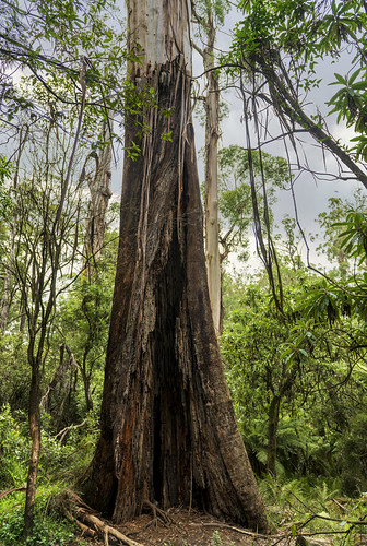 австралия australia melbourne мельбурн пейзаж landscape лес forest эвкалипт eucalyptus dmilokt