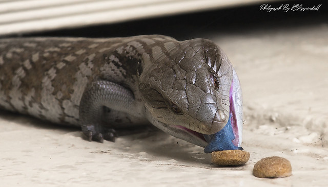 Blue tongue lizard 22 s