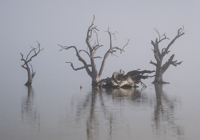 Dead Red Gums in the mist