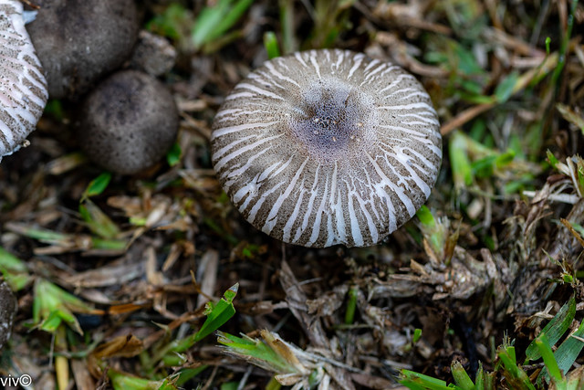 Pretty striped mushroom in our garden