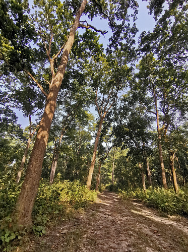 nature asia asian nepal chitwannationalpark nationalpark chitwan landscape meadow forest trees trail hiking travel