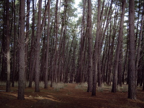 tree pine forest mood quiet walk australia foliage jungle adelaide sa southaustralia tranquil plant nature landscape lumix olympus postprocessing microfourthirds olympusomd olympusem10