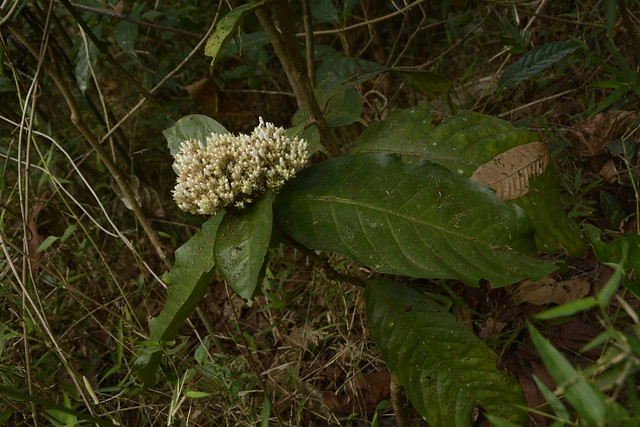Ixora polyantha (4)