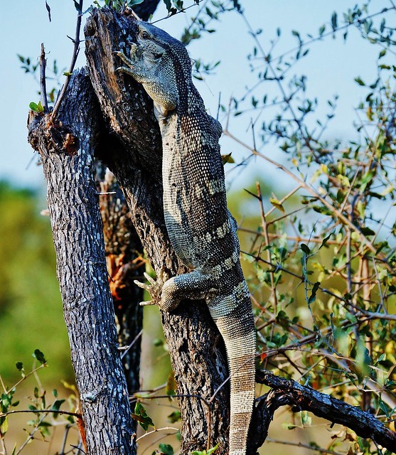 Rock Monitor Lizard Up A Tree (Varanus albigularis)