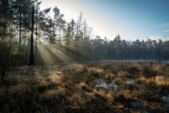 One morning in the swamp - Ein Morgen im Moor