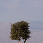 The Desert Twins - Oman