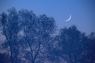 willows and moon