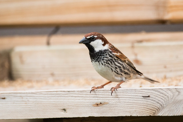 Spanish sparrow - Passer hispaniolensis