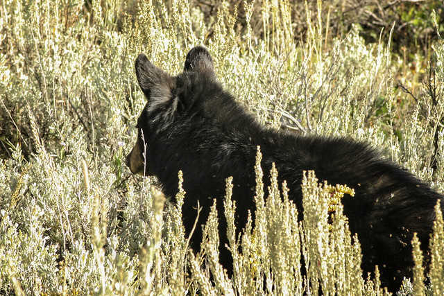 Young Black Bear - Yellowstone National Park Wyoming '04