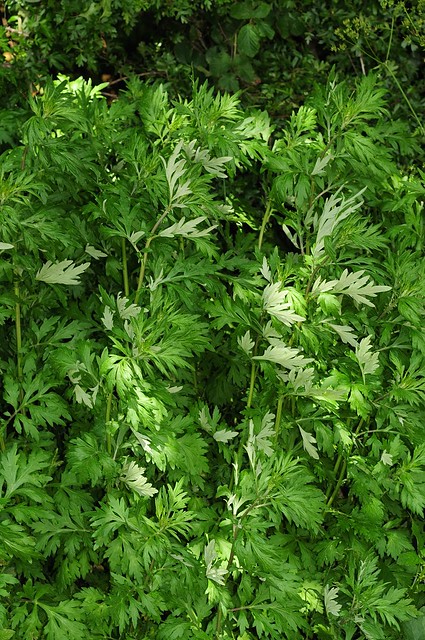 Artemisia x wurzellii. Mugwort x Chinese Mugwort Hybrid (Maybe?)