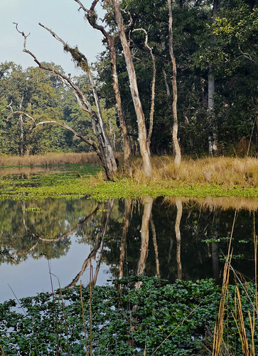 nature asia asian nepal chitwannationalpark nationalpark chitwan landscape meadow forest trees trail hiking travel water lake river reflection composition