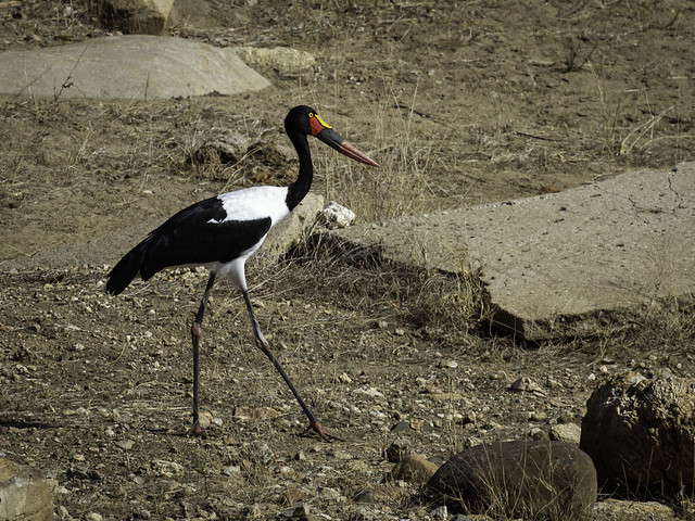 South Africa - Motswari - Saddle-Billed Stork