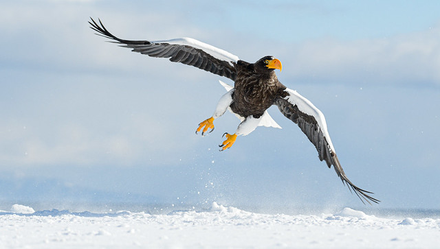 Eagle taking of from the snow