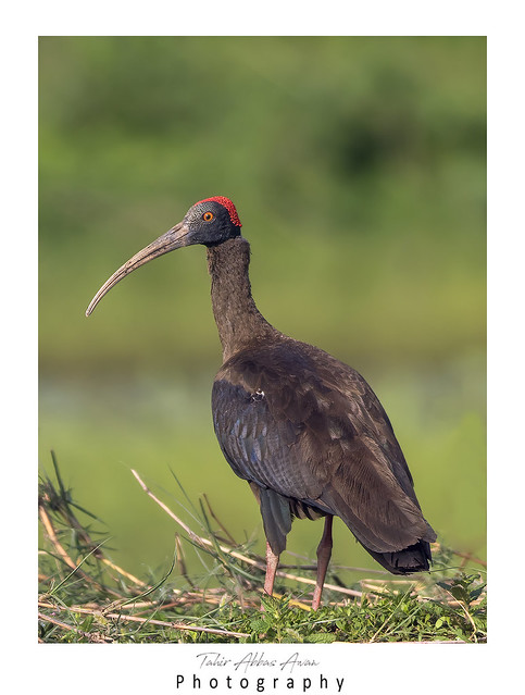 Red Naped ibis