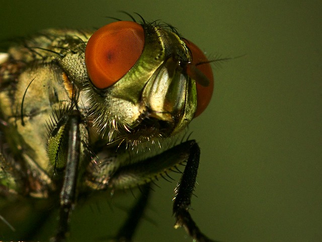 Blowfly Macro