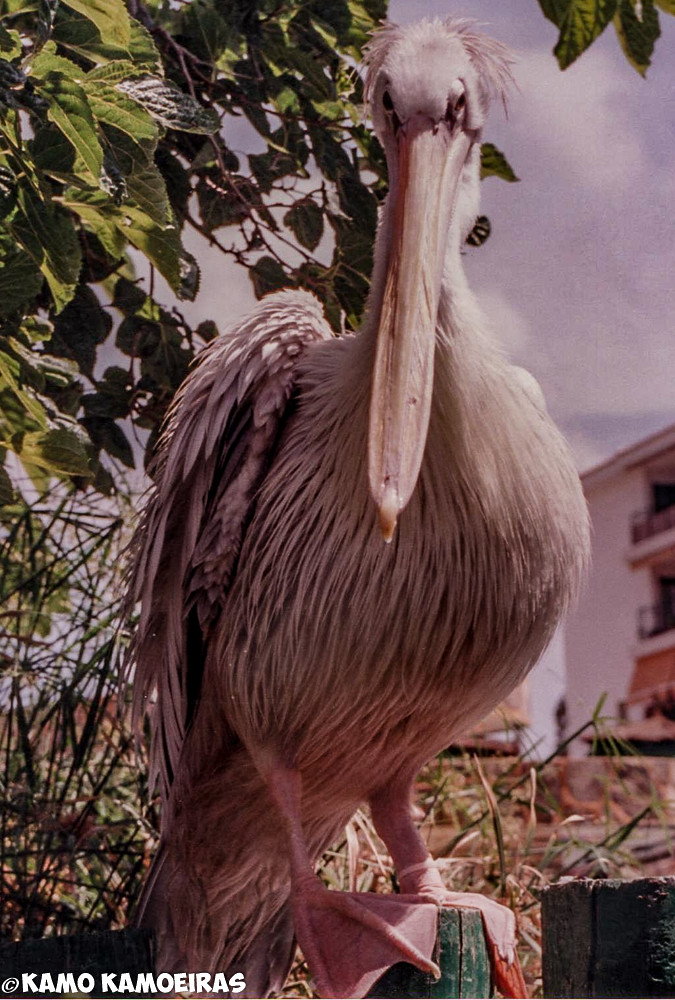 pelicano, acuario mallorca, verano 2000