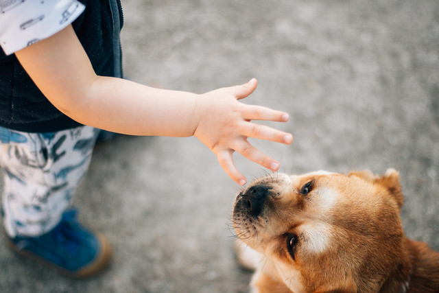 Hund schnüffelt an der Hand eines kleinen Jungen