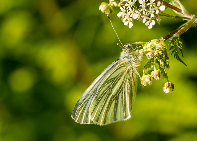Green-Veined White Butterfly, Carmarthenshire, Wales.