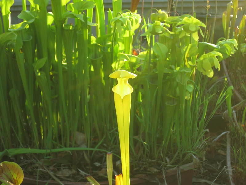 carnivorous pitcher plant BIG Sarracenia flava "GOLDIE" 