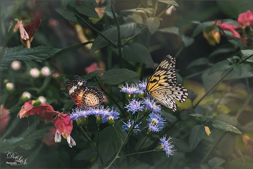 Image of two butterflies at the Butterfly Rainforest in Gainesville, Florida