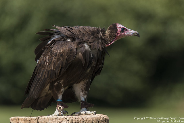 Red-headed Vulture - (Sarcogyps calvus)