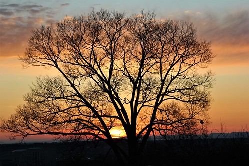 sunset reservoirpark harrisburg trees march
