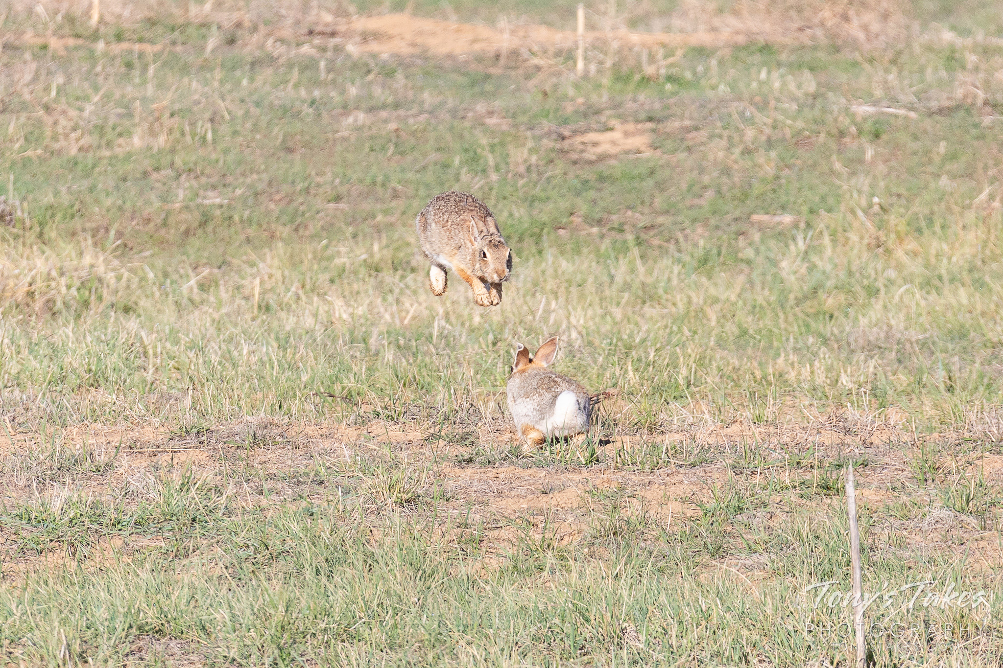 Rabbits bounce around each other in a courtship display. (© Tony's Takes)