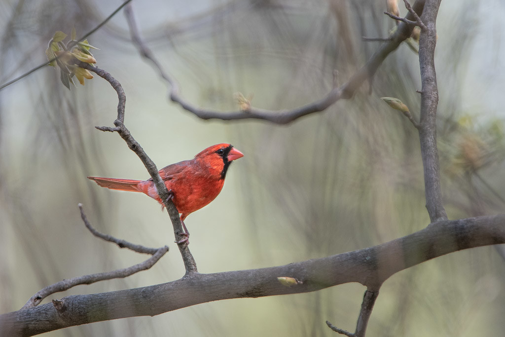 Cardinal in the Woods Today