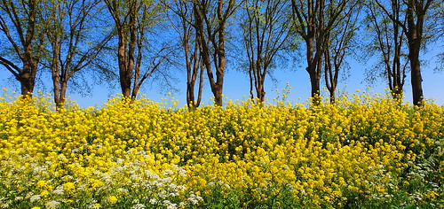 yellow flowers blue sky green trees rapeseed landscape sprin springtime outdoors nikon d7500 scharwoude netherlands
