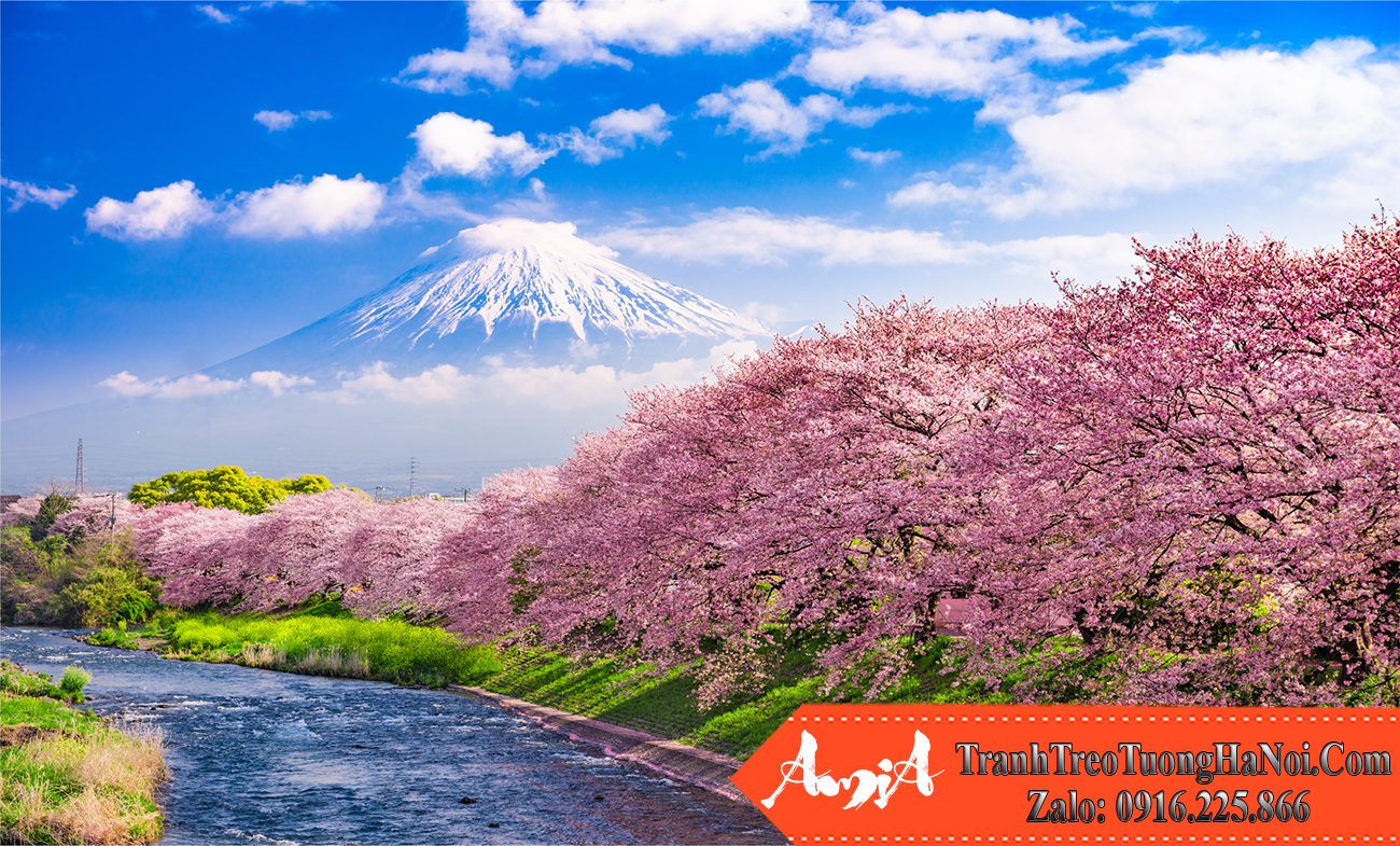 Toàn cảnh bức tranh mùa Xuân núi Phú Sĩ Nhật Bản AmiA 1464