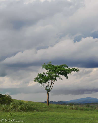 khanhhoa tree vietnam clouds lonelytree