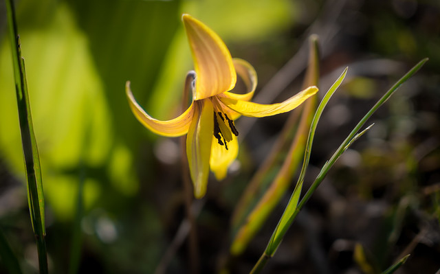 trout lilies time