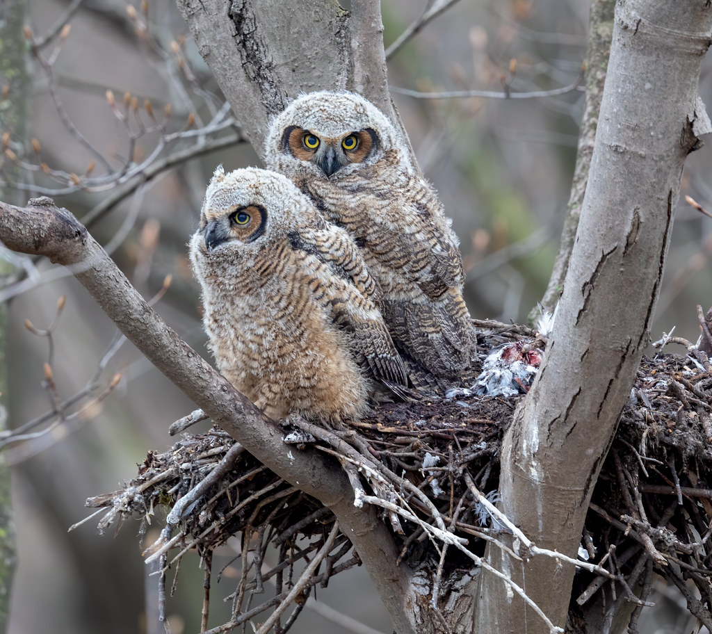 Great horned Owlets