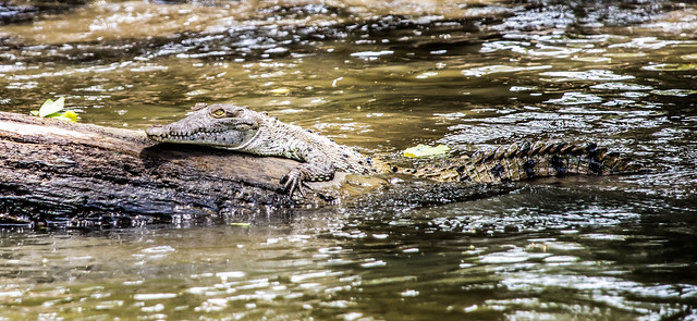 Croc Along the River Bank