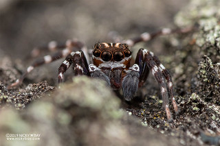 Jumping spider (Mintonia sp.) - DSC_6011
