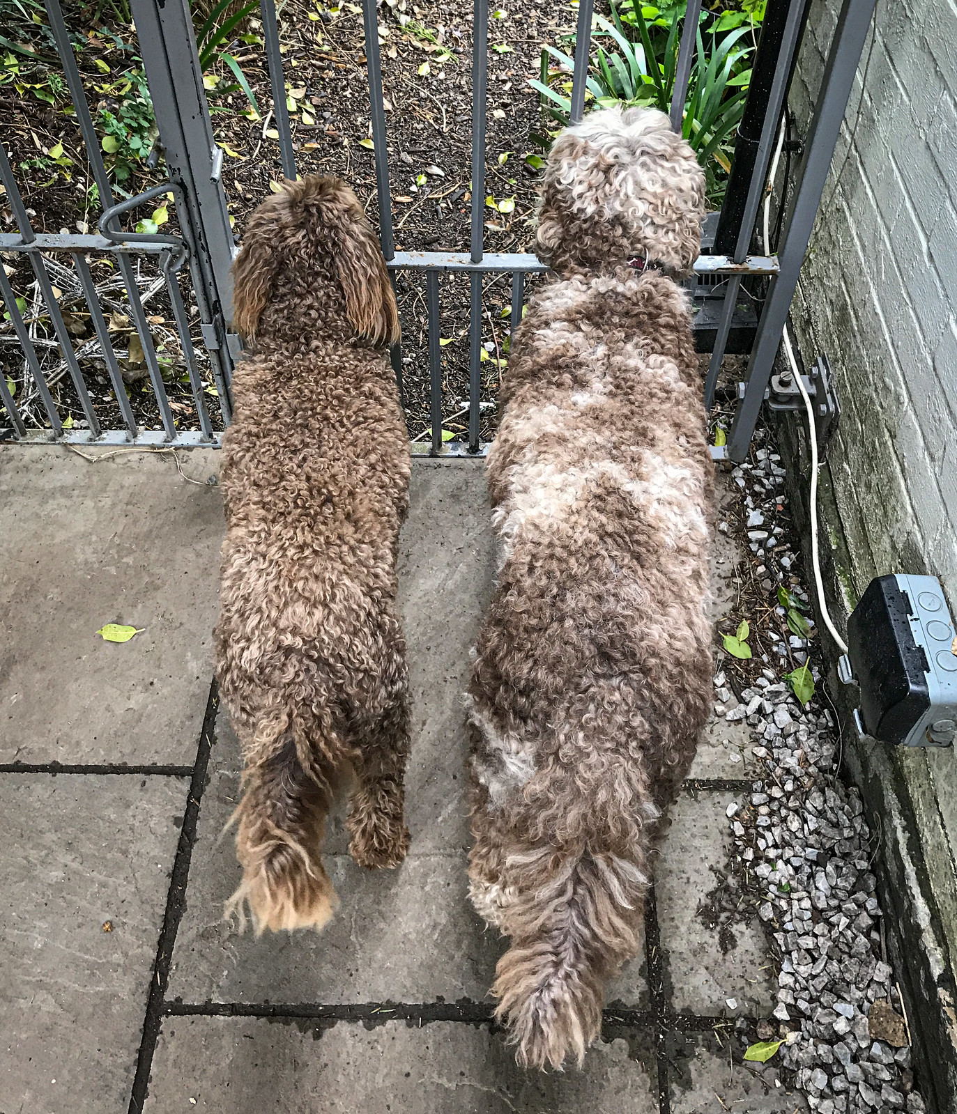 This gate is the only thing between us and those rabbits!