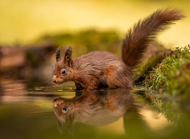 Red Squirrel having a paddle-1