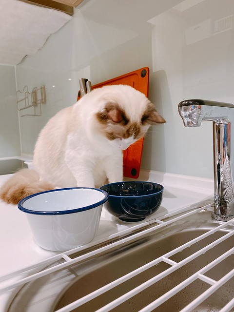 臭貓貓還是只有「看水」呀