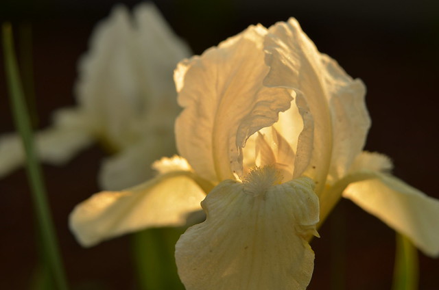 Blooming white irises.