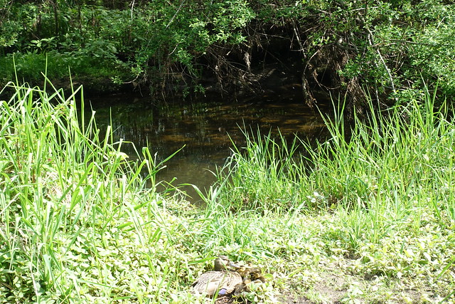 Still Creek wildlife