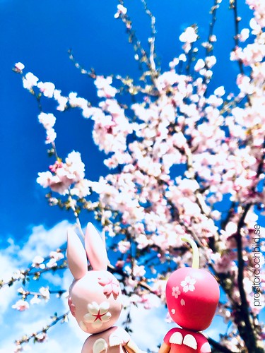 cherry blossom trees, stockholm suburbs, sweden, april 2020