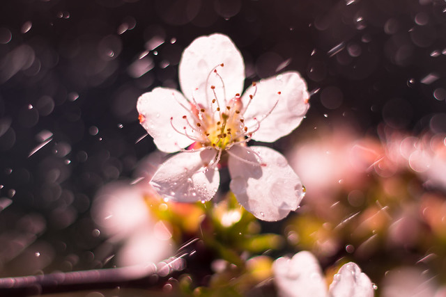 Cherry blossom in the spring rain