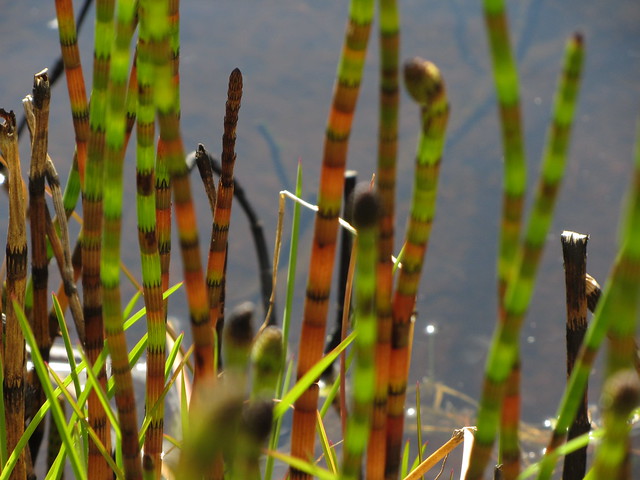 Horsetail in the pond dipping pond