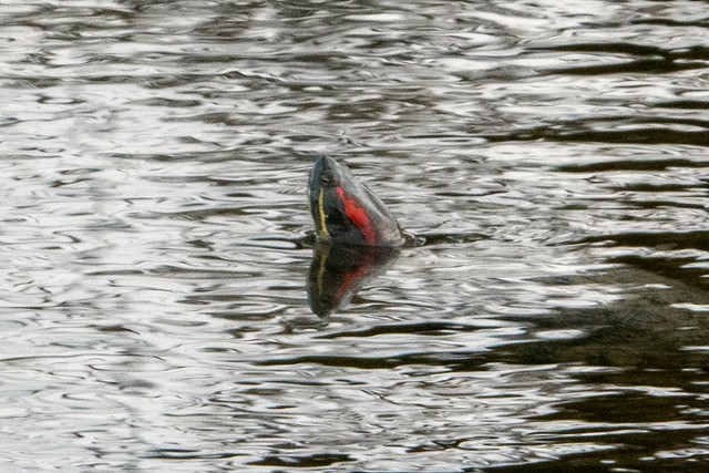Watch out, Aliens about...red eared terrapin. S.E.Staffs.