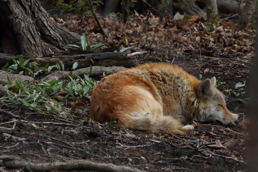 Mama coyote having a nap | I had to stay hidden behind a cou… | Flickr