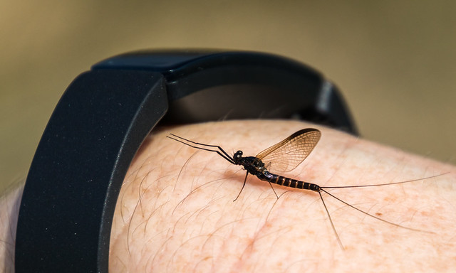 The Fitbit and the Mayfly