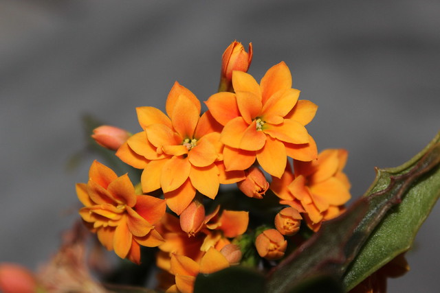 Little orange flowers